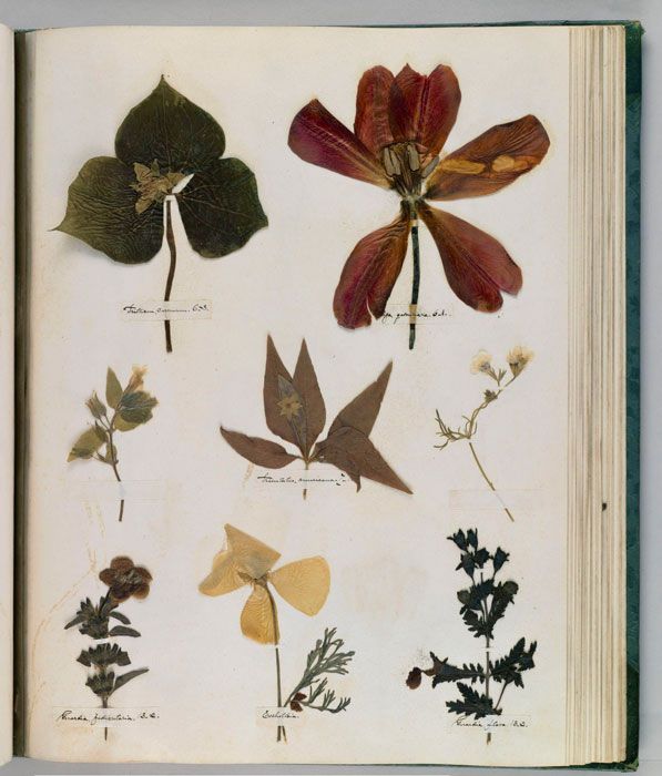 A mashup with herbarium sheets, bits of dried plants and books on